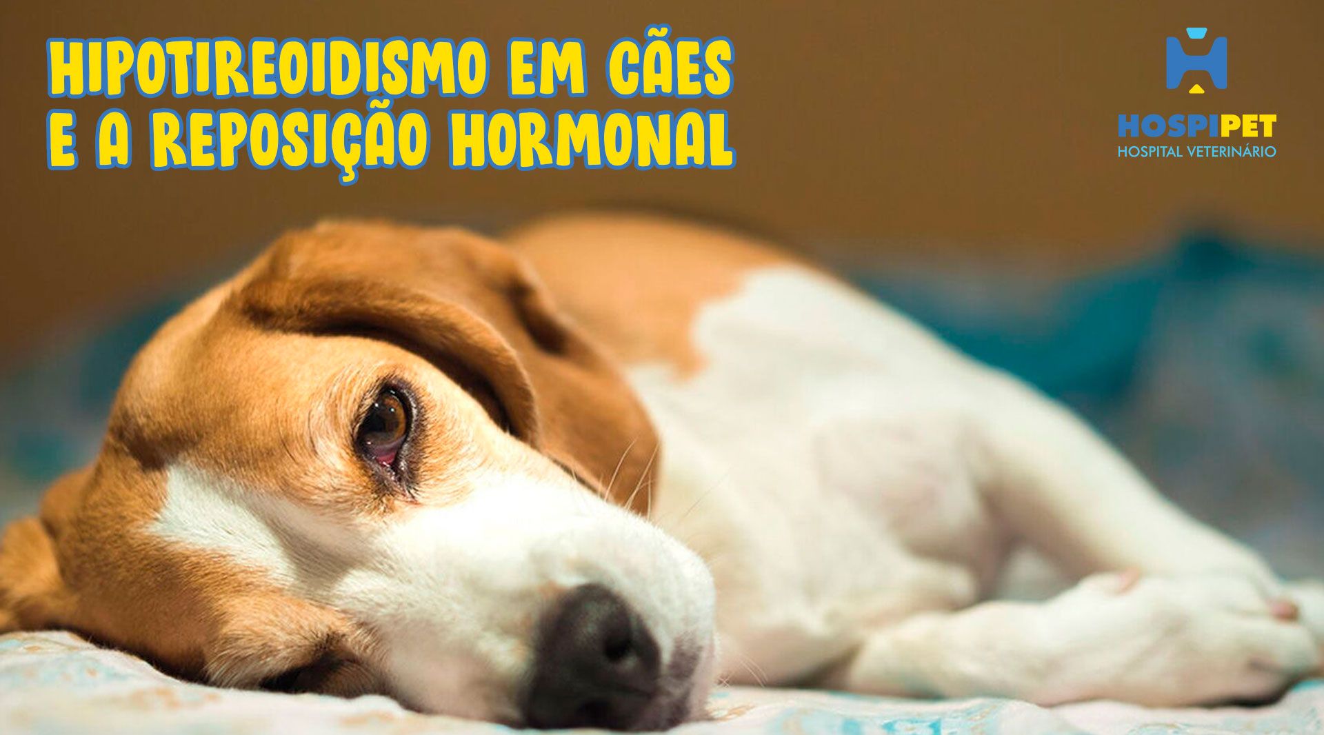 Hipotireoidismo em cães: sintomas, diagnóstico e tratamento