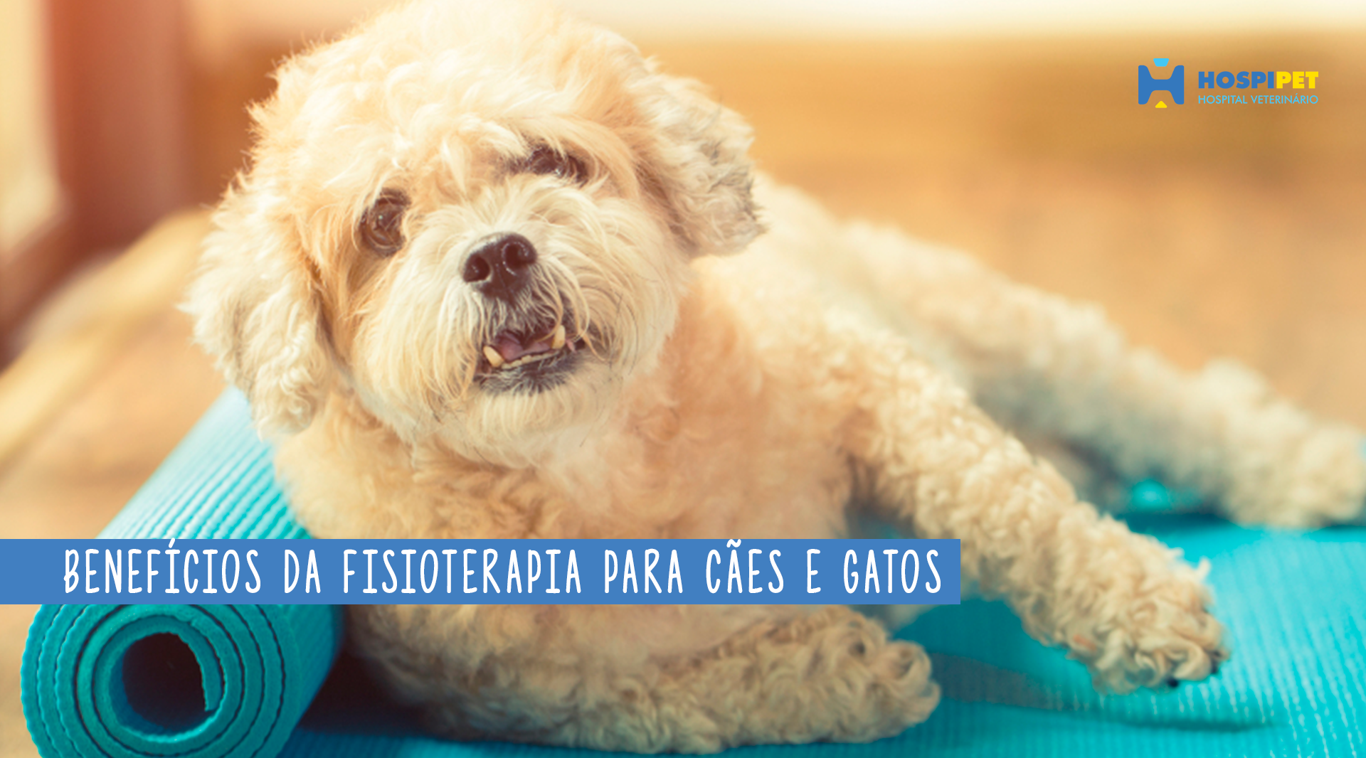 Benefícios da fisioterapia para cães e gatos uma vida saudável e mais feliz para o seu pet