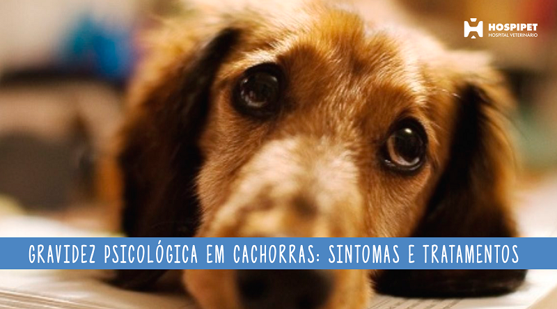 Gravidez psicológica em cachorra: sintomas e tratamentos