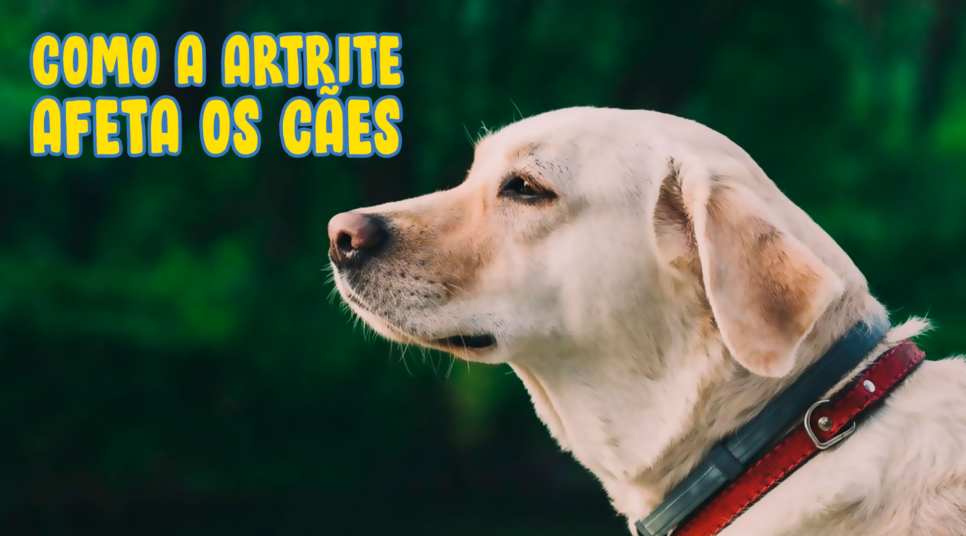 Como a artrite afeta os cães