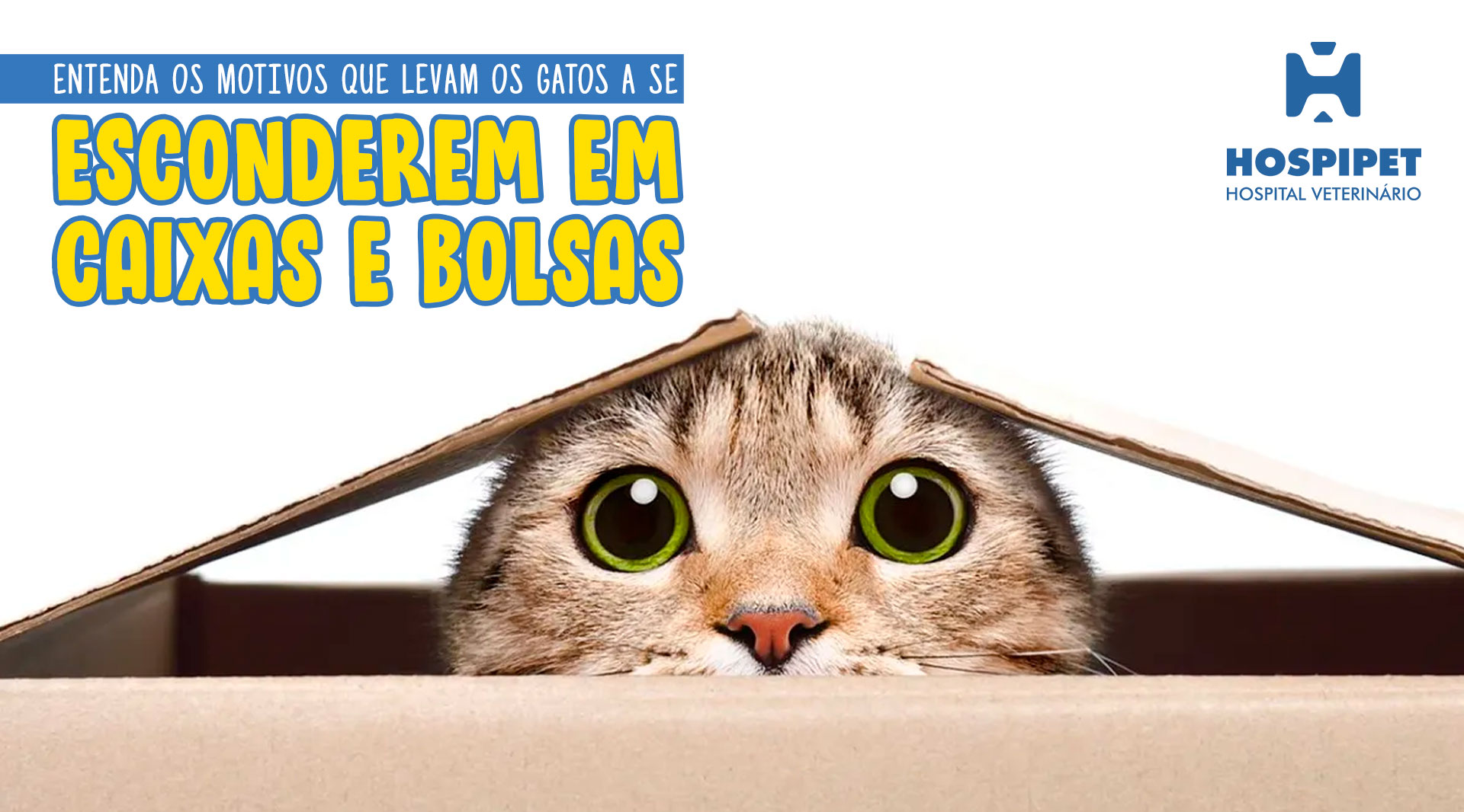 Entenda os motivos que levam os gatos a se esconderem em caixas e bolsas