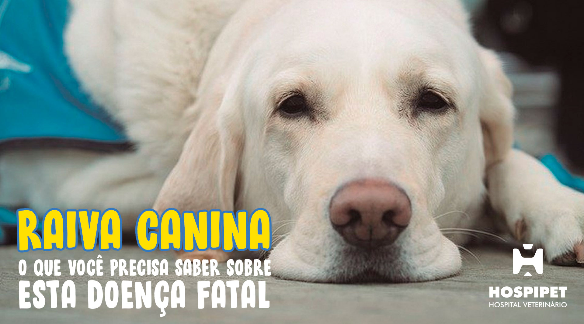 Raiva canina: o que você precisa saber sobre esta doença fatal