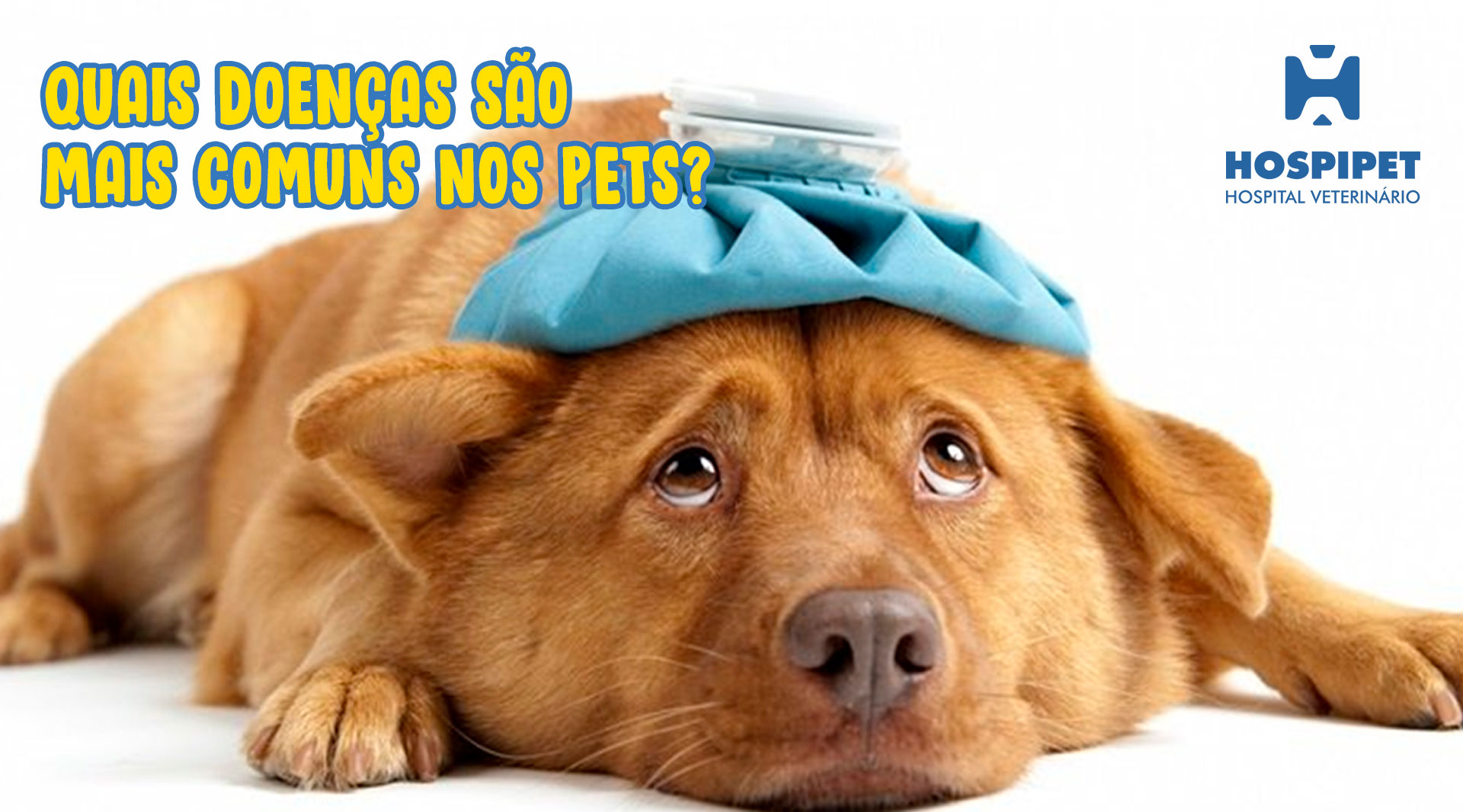 Quais doenças são mais comuns nos Pets?