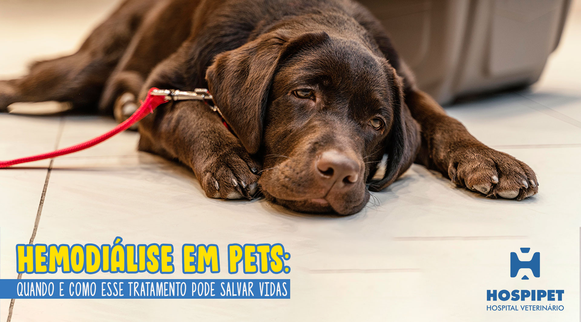 Hemodiálise em Pets: Quando e como esse tratamento pode salvar vidas